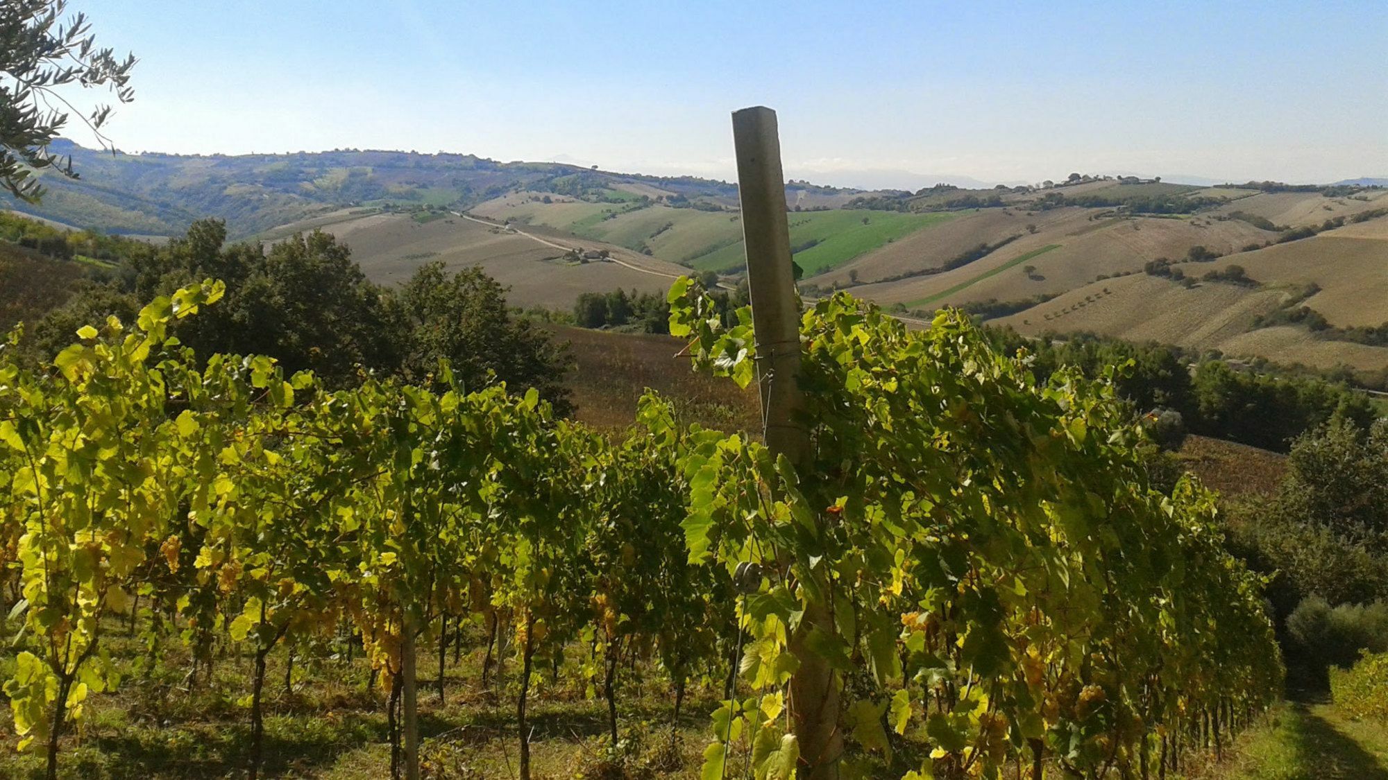 Agriturismo Le Vigne Fermo megye Kültér fotó